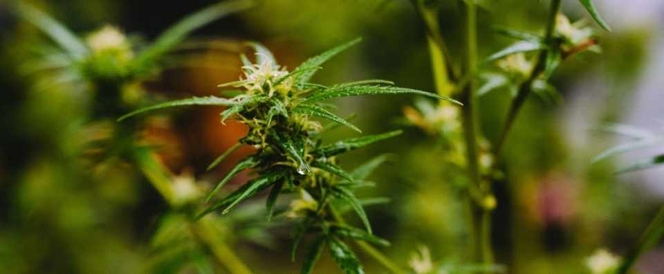 マリファナは人を美しくする ビジネスチャンスに沸く米国の 大麻コスメ の世界 Beautytech Jp