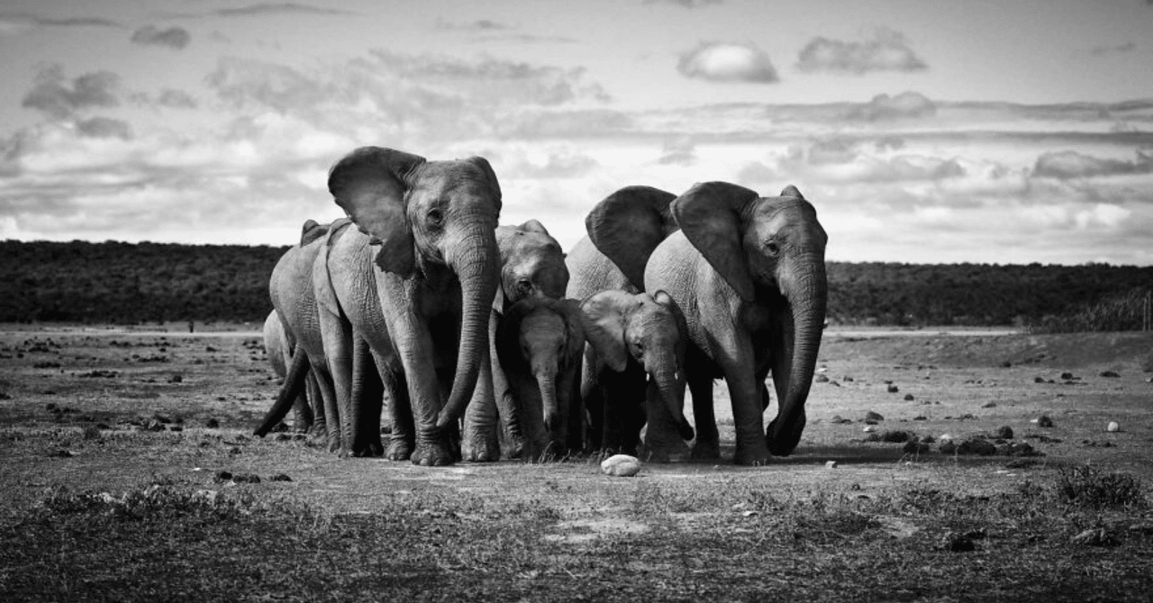 群れのみんなで子象を守る ノリノリ Note 群れのみんなで子象を守る ノリノリ Note