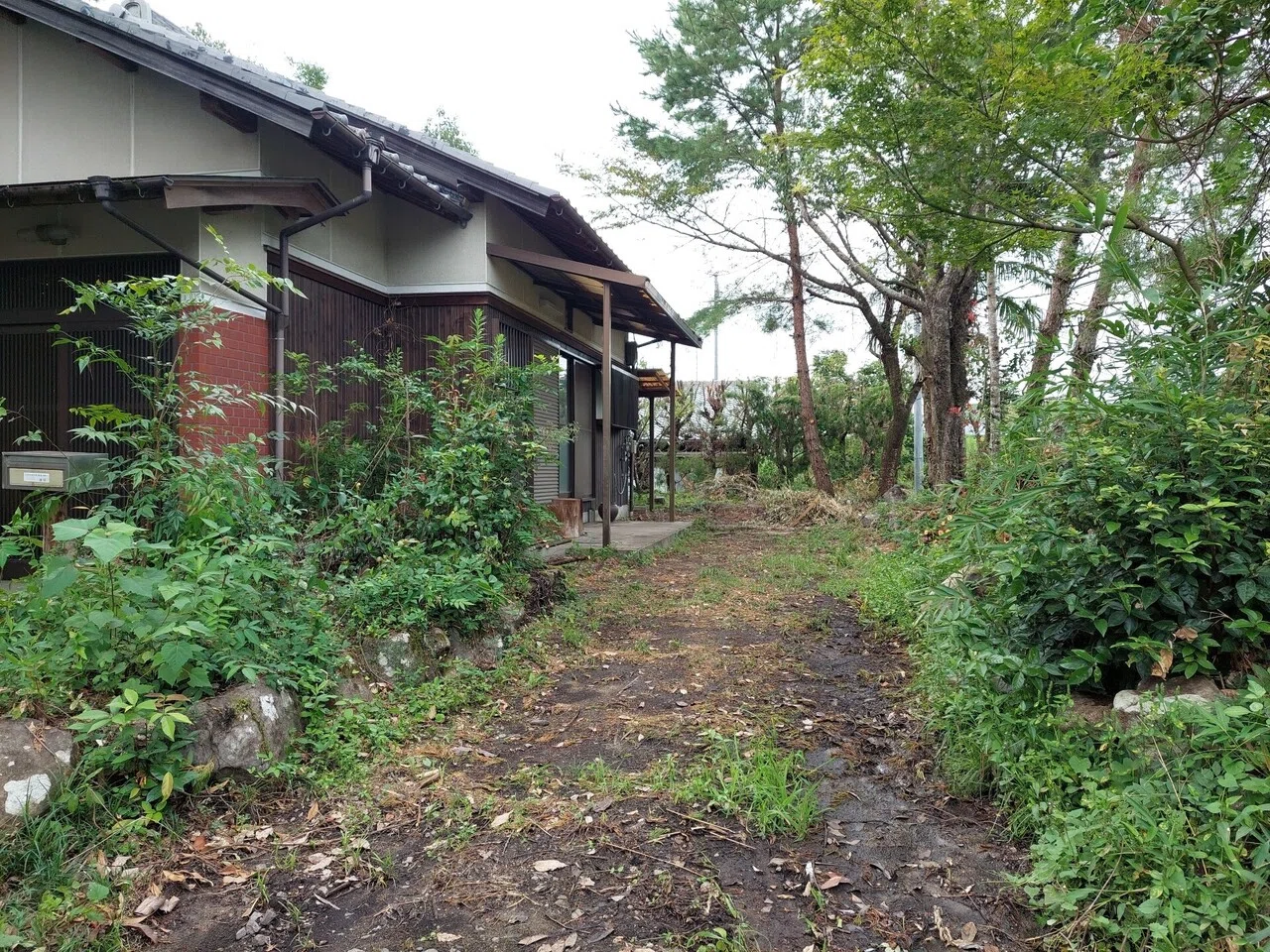 田舎家のこと ~ マムシと猫 ~|ババアの田舎暮らし
