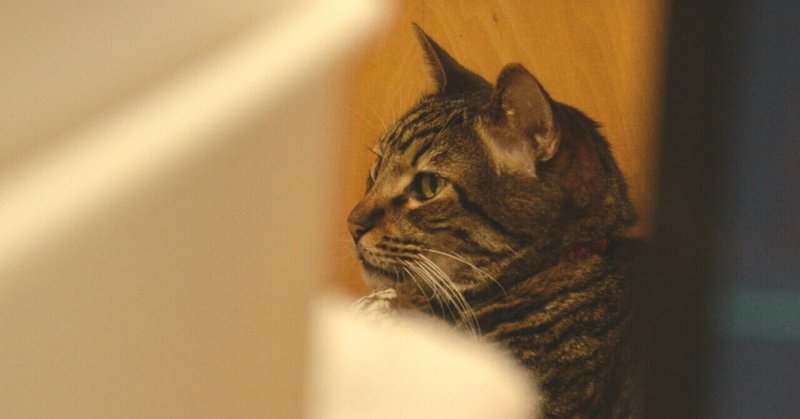 田舎家のこと マムシと猫 ババアの田舎暮らし Note