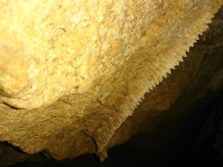 潜って覗くと、かすかに鍾乳石が。
鋸の歯か、背鰭か、細かなギザギザが低い天井に並んでいた。