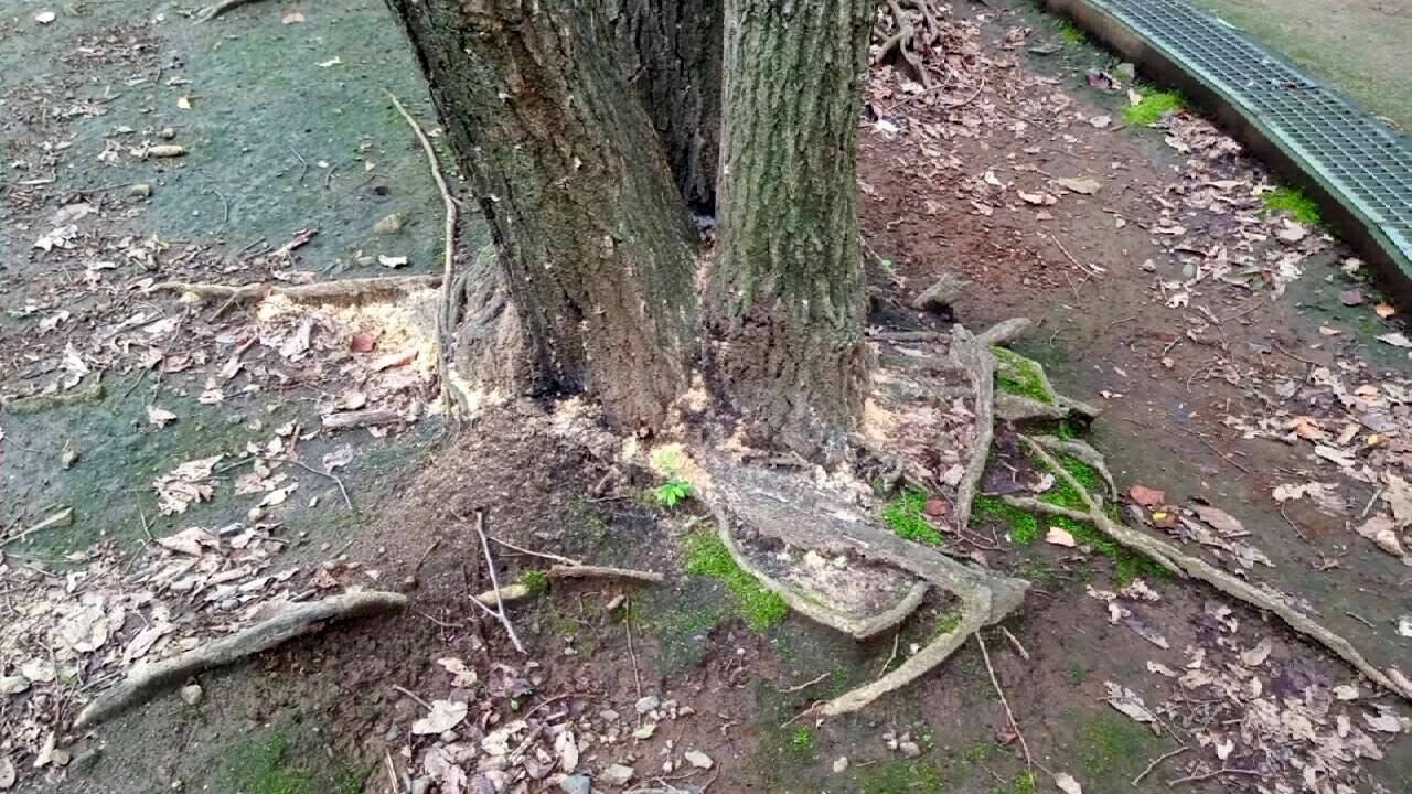 伝染するナラ枯れ病 Sgk Note 伝染するナラ枯れ病 Sgk Note