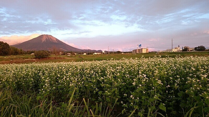 2021091420200922_ソバ畑と大山 (1)