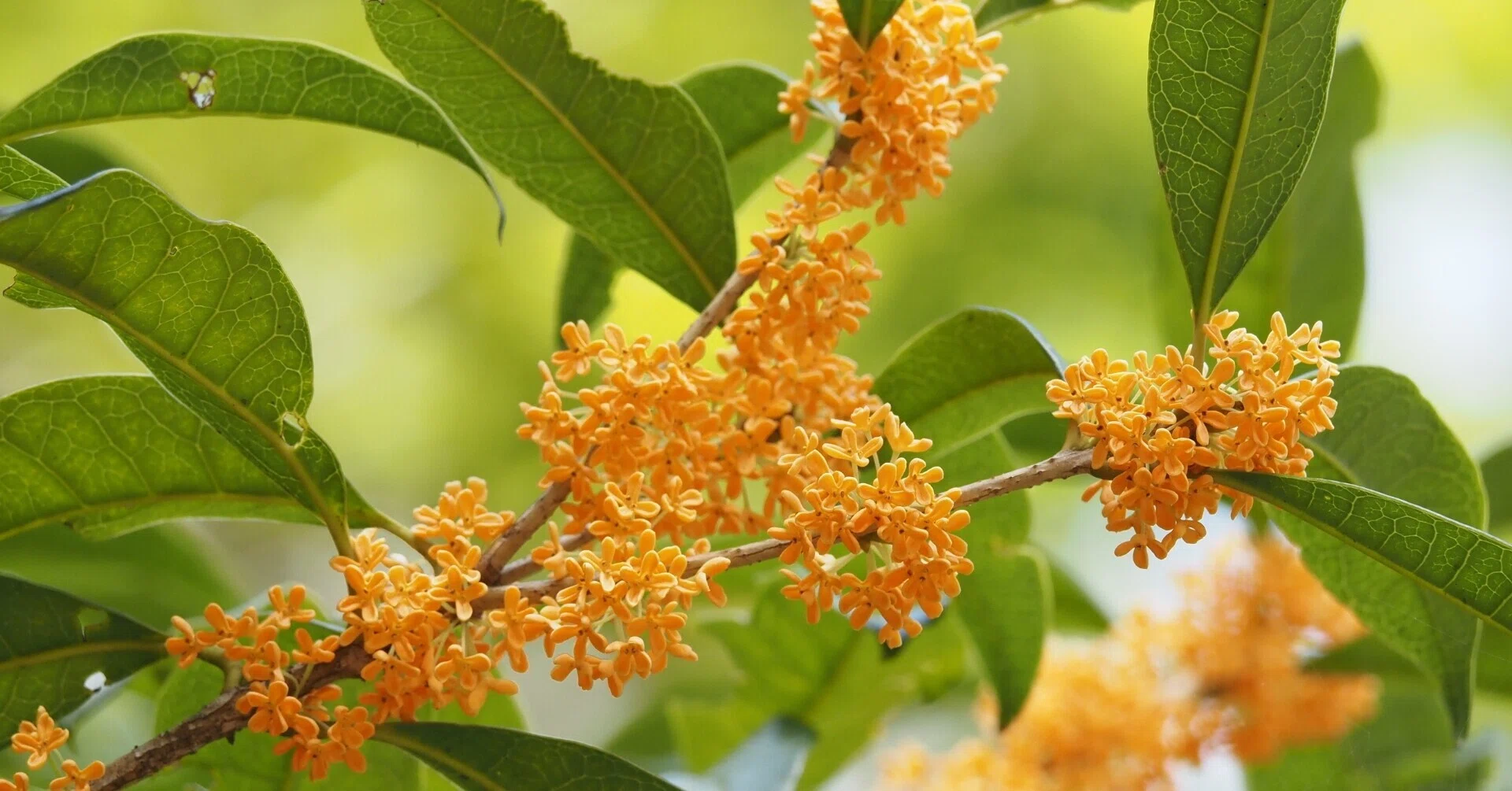 The scent of osmanthus has brought autumn.｜Kaori