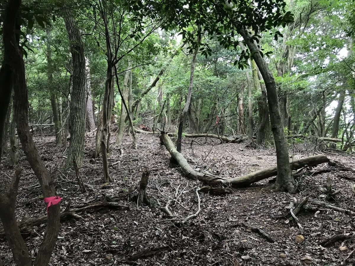 画像5