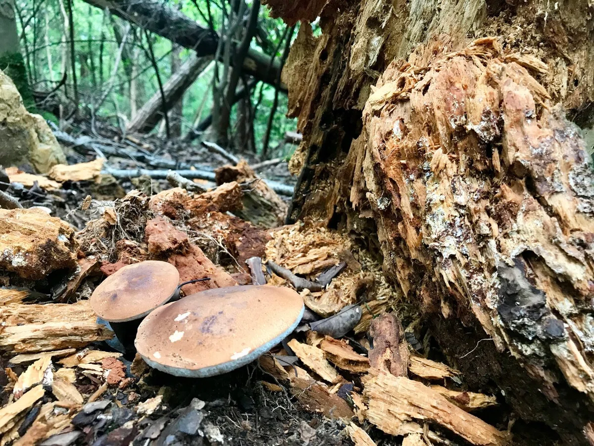 画像7