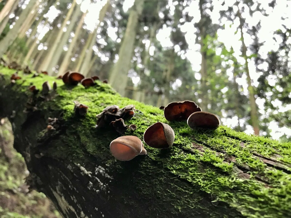 画像15