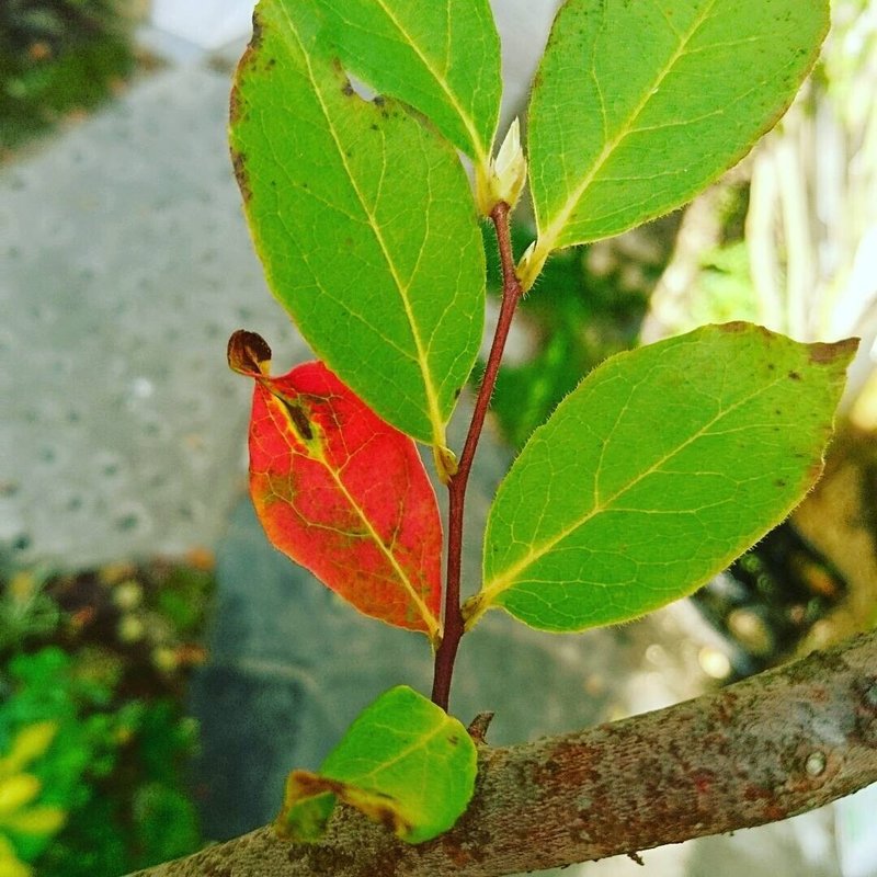 秋のヒメシャラ オレンジ色の紅葉 雑木の庭の苗木と草花ショップ ぞう木りん Note 秋のヒメシャラ オレンジ色の紅葉 雑木の庭の苗木と草花ショップ ぞう木りん Note