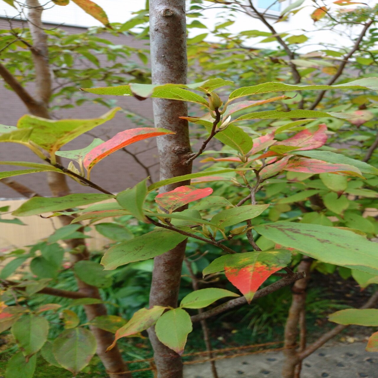 秋のヒメシャラ オレンジ色の紅葉 雑木の苗と草花ショップ ぞう木りん Note