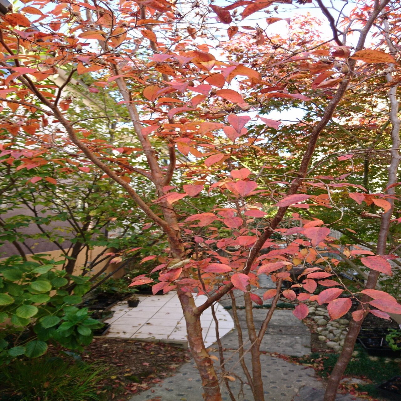 秋のヒメシャラ オレンジ色の紅葉 雑木の苗と草花ショップ ぞう木りん Note