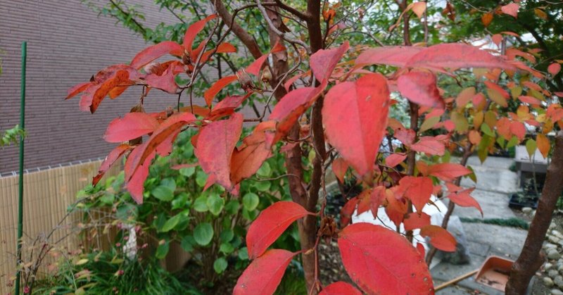 秋のヒメシャラ　オレンジ色の紅葉