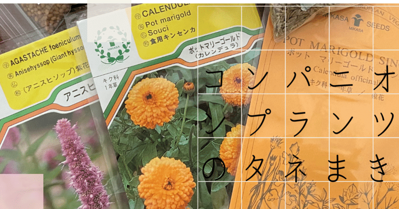 Vol 86 コンパニオンプランツには色々ある 野菜の成長を助ける植物のタネまき ころの庭自然菜園ーハーブやアロマもー Note Vol 86 コンパニオンプランツには色々ある 野菜の成長を助ける植物のタネまき ころの庭自然菜園ーハーブやアロマもー Note