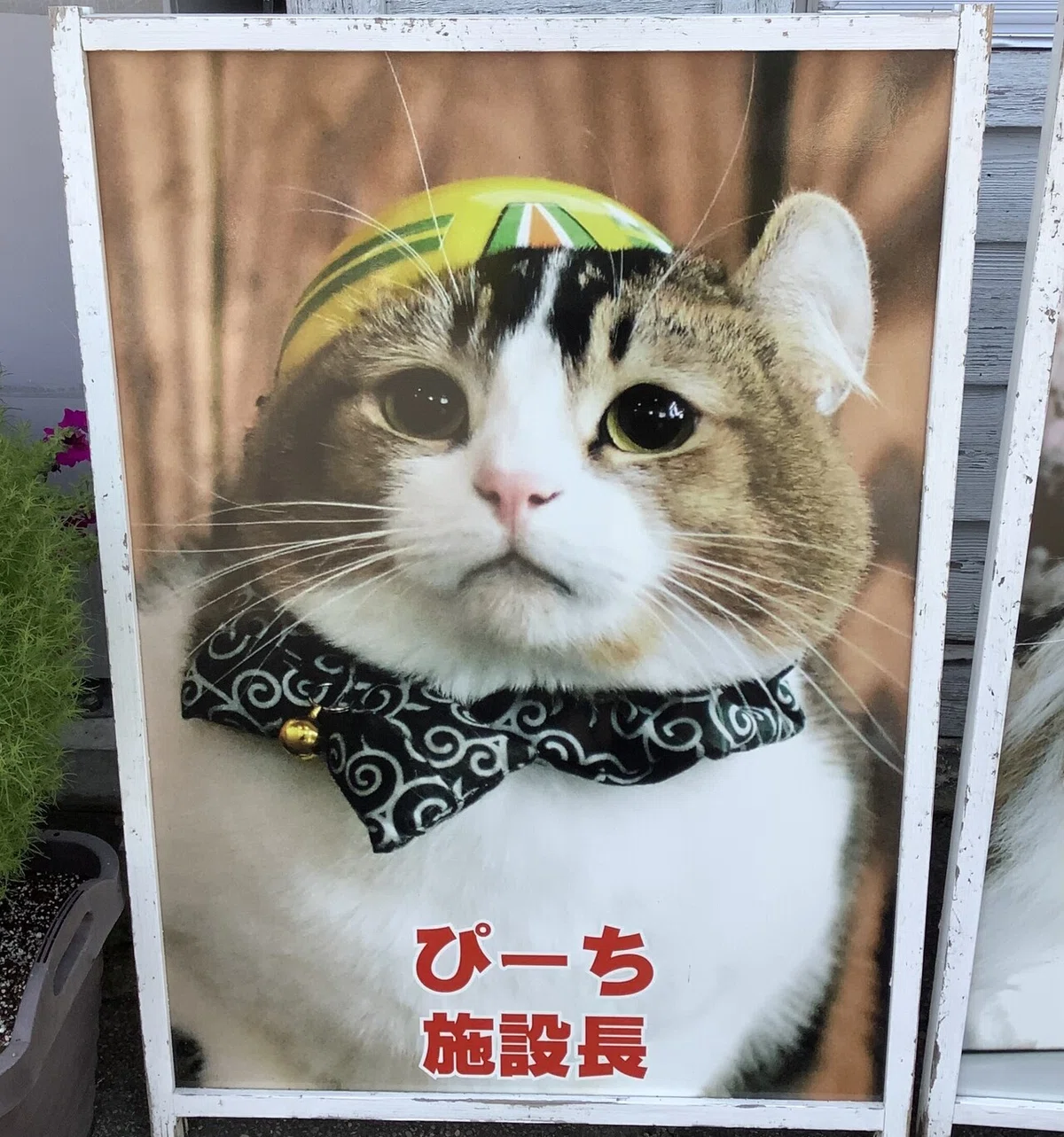 画像16