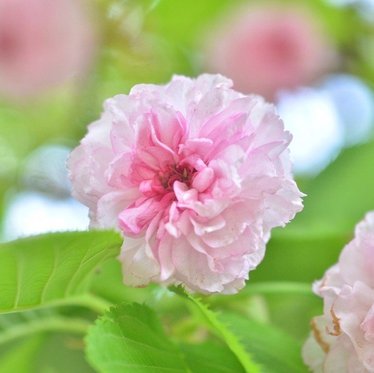 兼六園菊桜
金沢の兼六園がルーツの菊桜
菊桜というのは八重桜よりさらに花びらの多い桜のことで、この兼六園菊桜は桜の中で最も花びらの多い品種だそうで、一つの花に200〜300の花びらがつくそうです。
