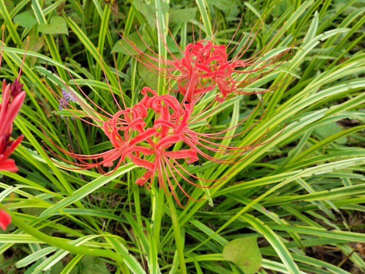 おはようございます❢
街中(ド真ん中)の花壇に唐突に曼珠沙華w 秋の気配が濃ゆくなりました。