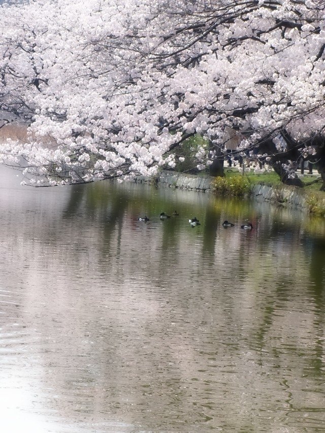 朝桜 梓 Note