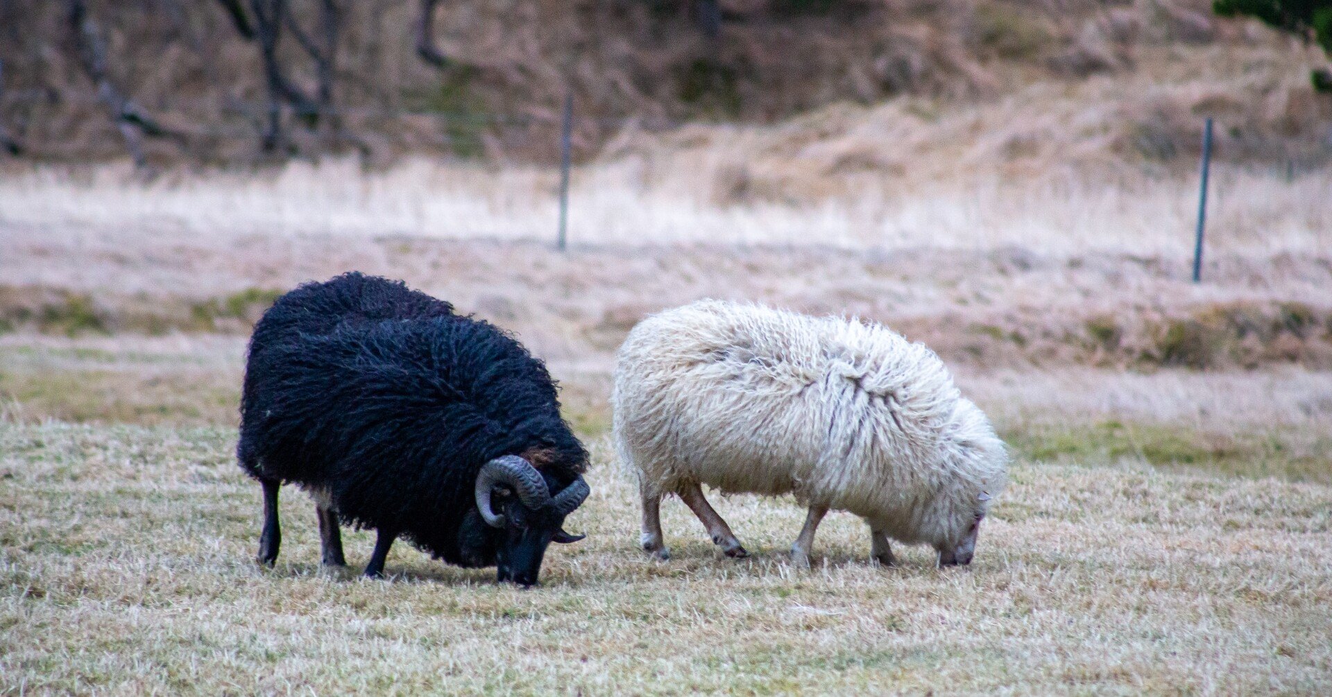 黒い羊」こそが勇者。｜マヴィ