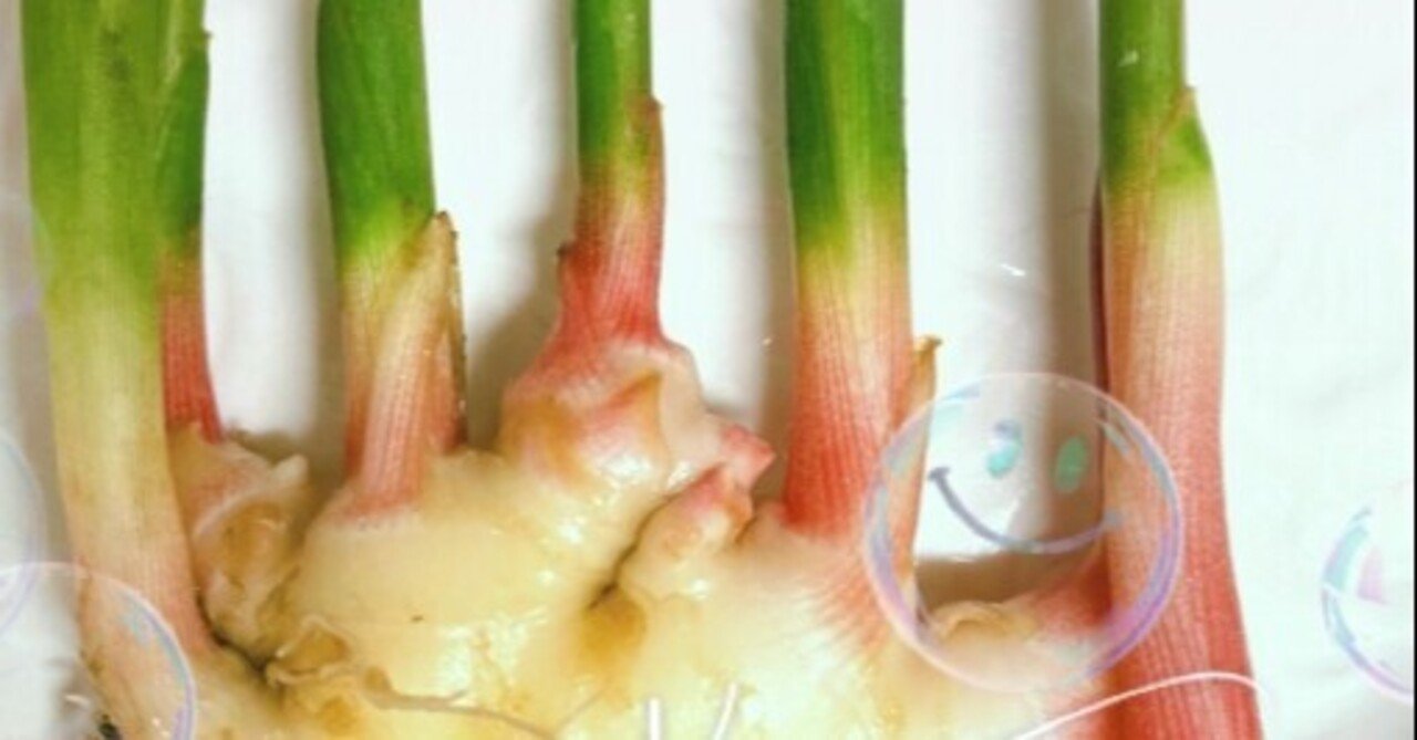 葉生姜 はしょうが 谷中生姜 Tierraからの恵み Sara Gift From The Earth Note