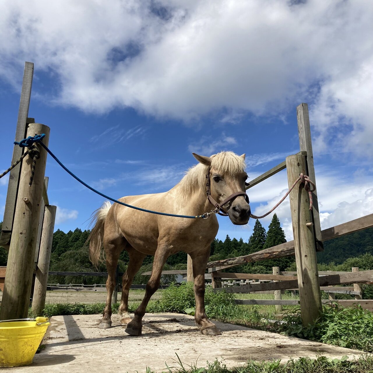 東北ドライブの旅 まさかのホースセラピー体験！①「セラピーファーム