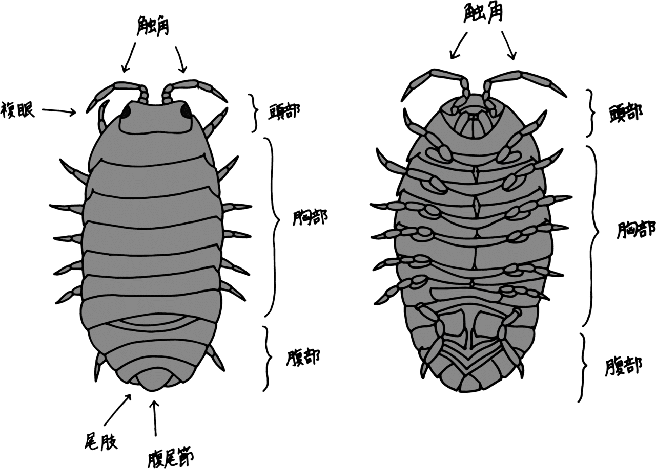 問題 ダンゴムシに一番近い生き物は誰でしょう 浜松科学館 みらいーら 問題 ダンゴムシに一番近い生き物は誰でしょう 浜松科学館 みらいーら