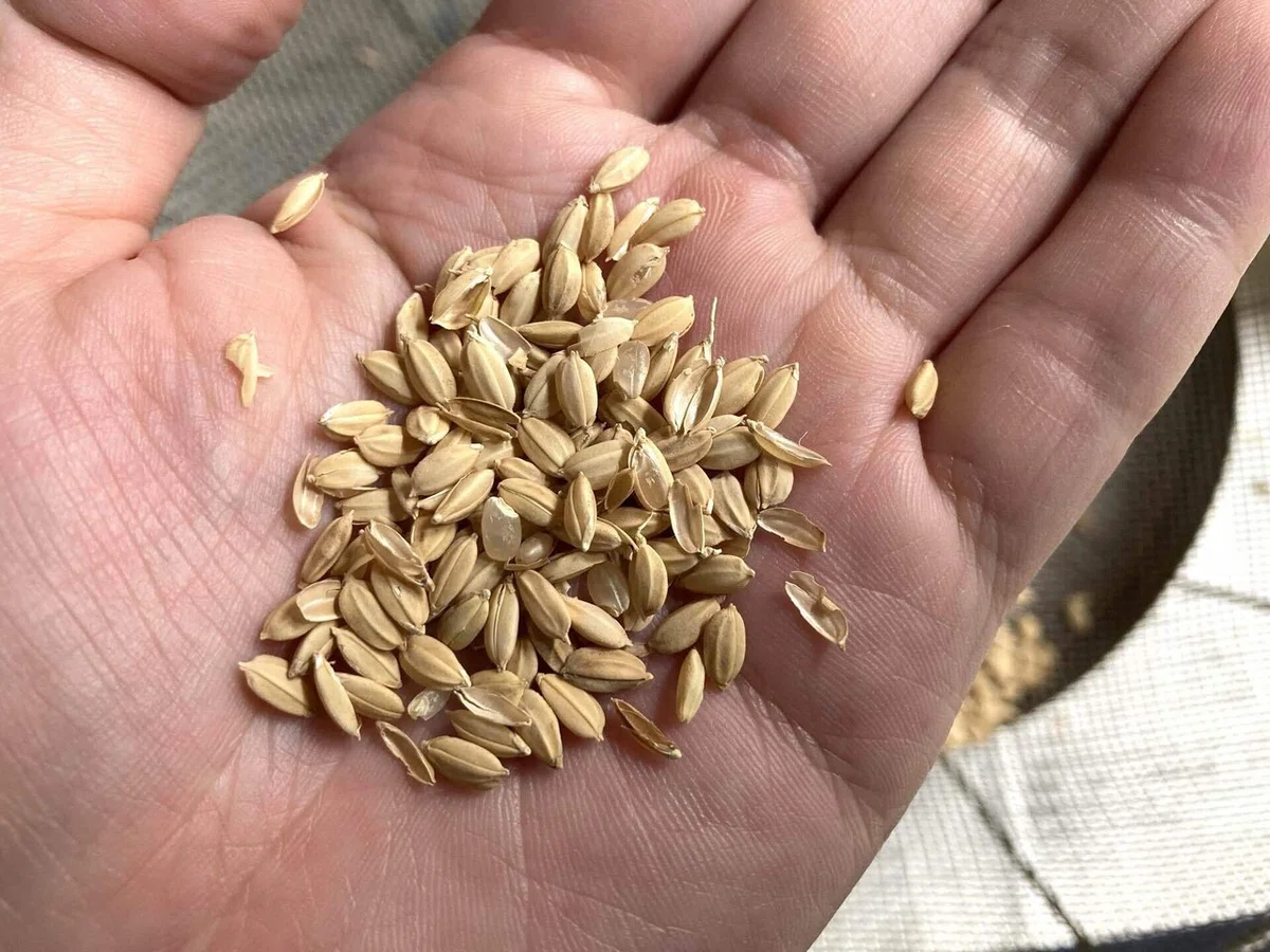 ゼロから始める実家の米づくり番外編:手作業で籾を玄米にしてみよう🌾|大森 雄貴 / Yuki Omori