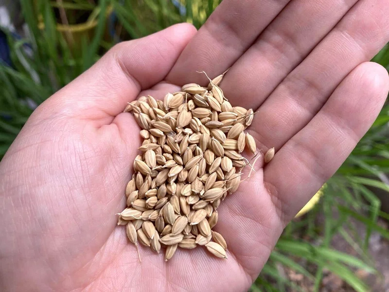 ゼロから始める実家の米づくり番外編:手作業で籾を玄米にしてみよう🌾|大森 雄貴 / Yuki Omori