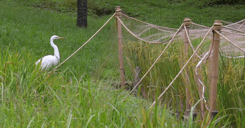 Aggiornamento da Tokyo 57 - Il caldo di fine estate, il giardino Koishikawa Korakuen, Iidabashi