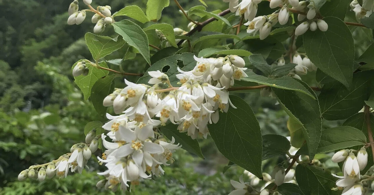 滋賀の植物【弓なりの植物たち】｜あゆみlb