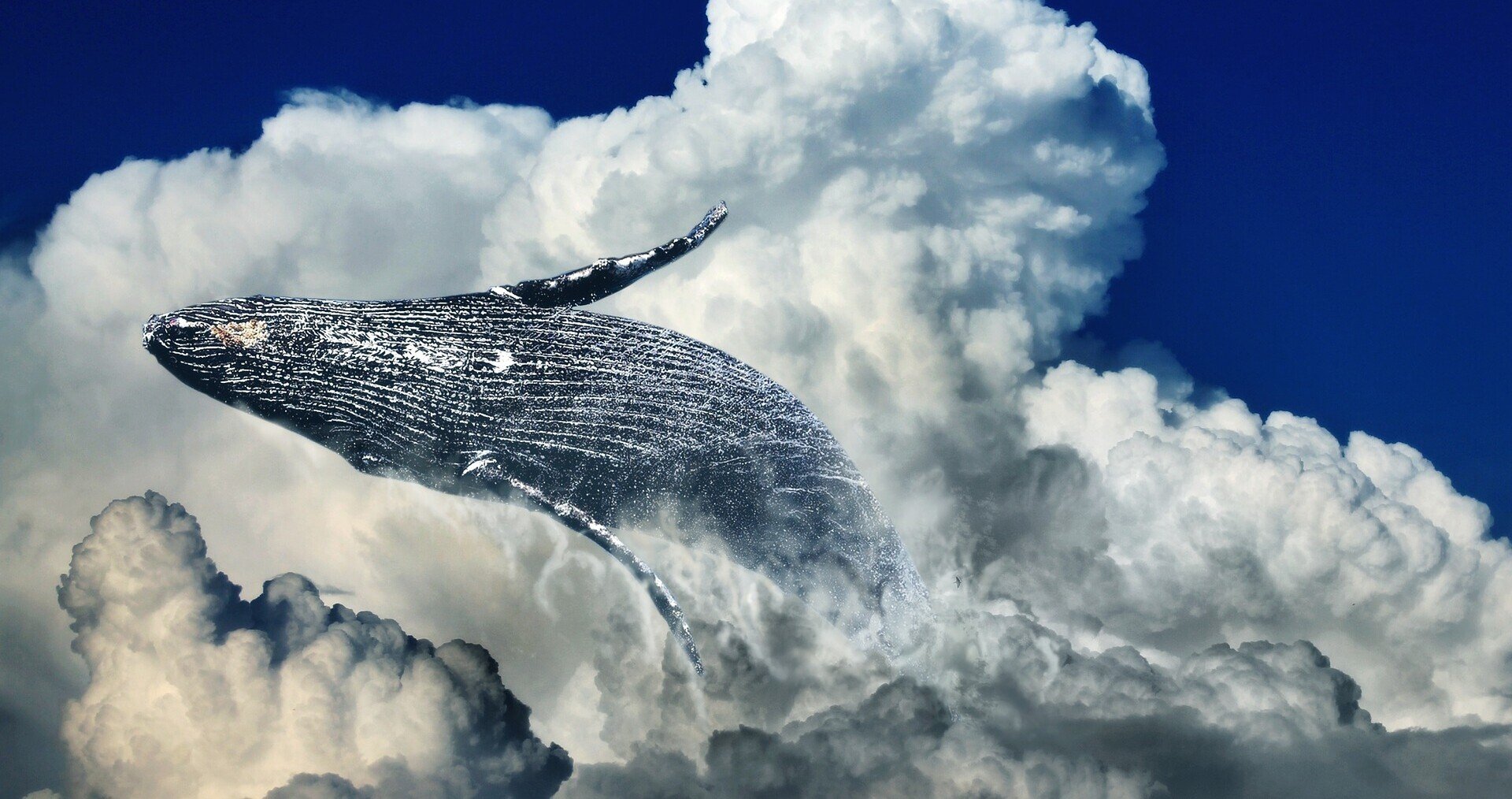 ブランド雑貨総合 クジラ雲