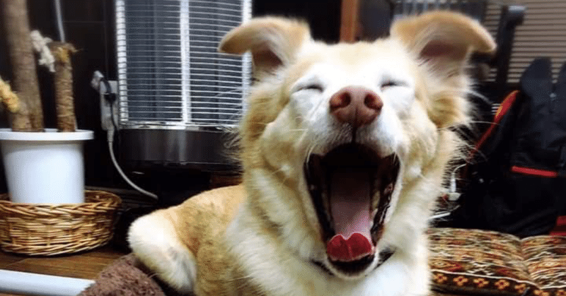 3 あくびは犬にうつるのか りょう L 犬想いな人 Note