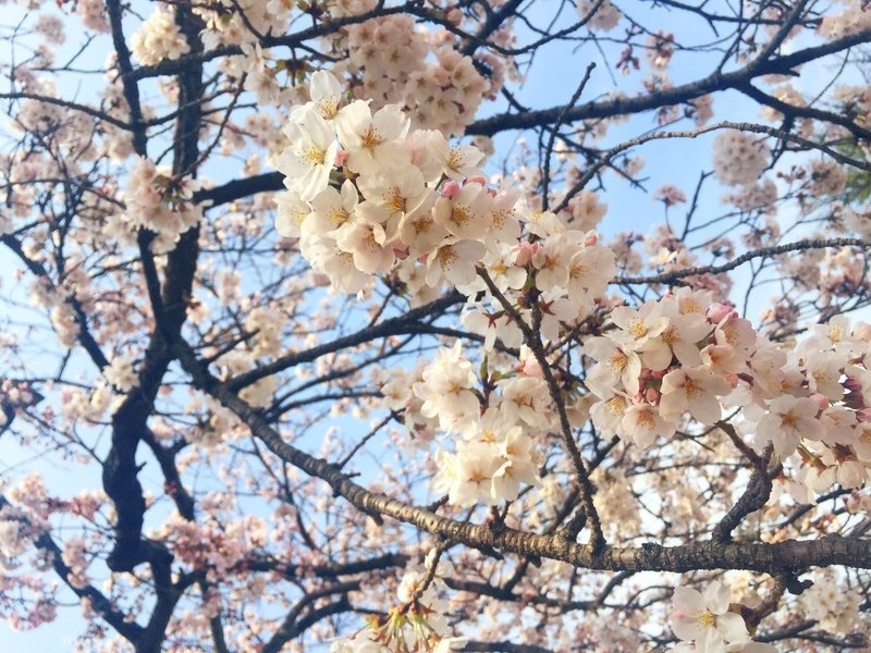 第10回 桜のトリコ Tsuki Note