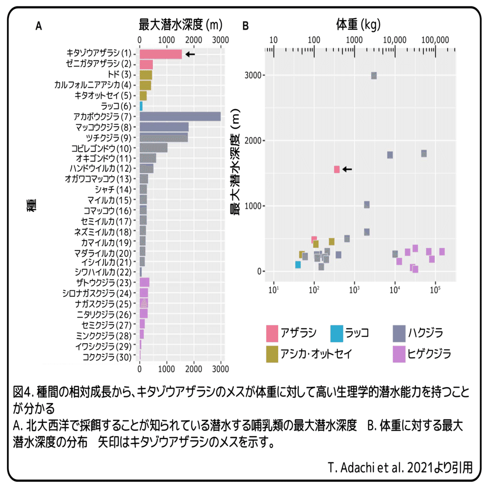 キタゾウアザラシのメスの日常 休む暇はありません 論文紹介 かわいせーざん 基礎研究っておもしろい 生物編 Note