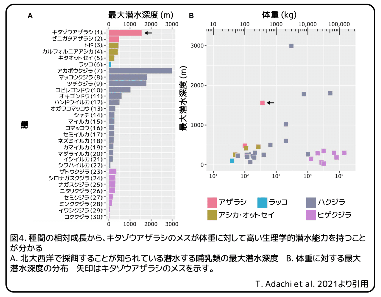 キタゾウアザラシのメスの日常 休む暇はありません 論文紹介 かわいせーざん 基礎研究っておもしろい 生物編 Note キタゾウアザラシのメスの日常 休む暇はありません 論文紹介 かわいせーざん 基礎研究っておもしろい 生物編 Note