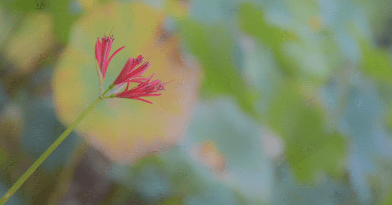 Tokyo Update 57 - Chaleur estivale persistante, jardin Koishikawa Korakuen, Iidabashi