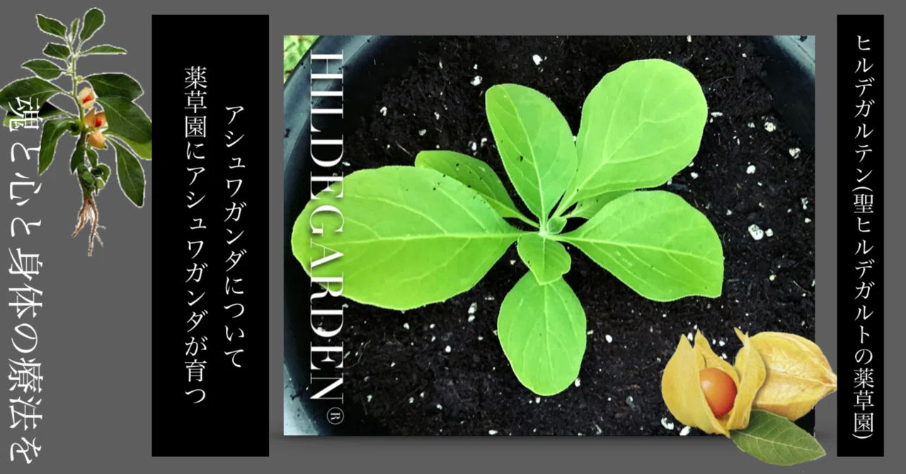 アーユルヴェーダのハーブ医学 : 東西融合の薬草治療薬 【公式通販】