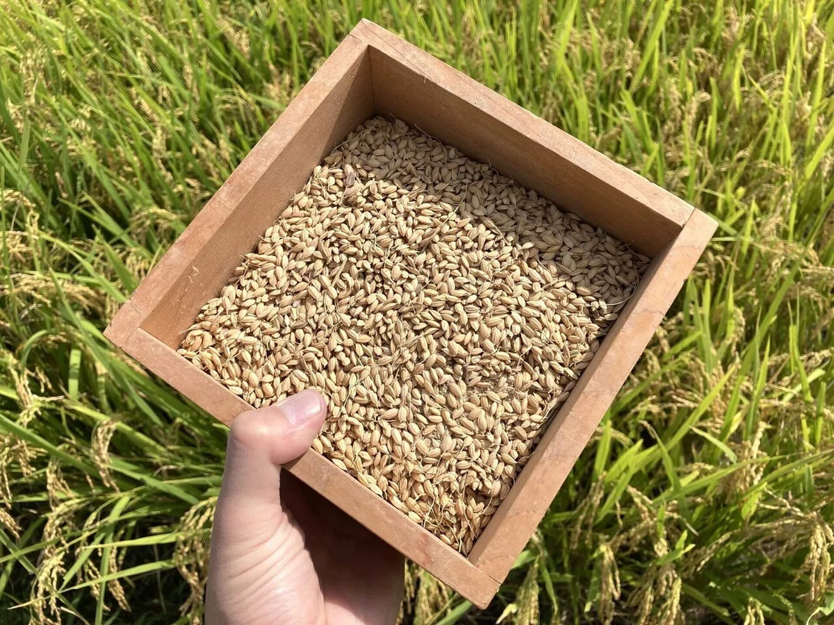 ゼロから始める実家の米づくり番外編:手作業で籾を玄米にしてみよう🌾|大森 雄貴 / Yuki Omori
