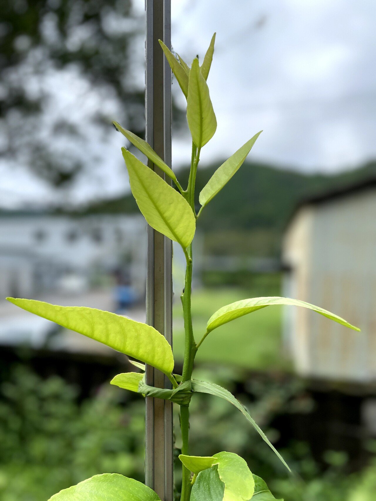 一歳のとさレモン 雨のあとは新芽がグングン伸びます Tosa Lemon Note