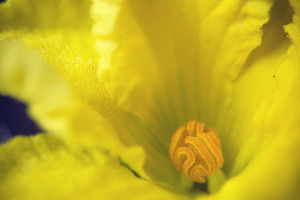 ツルレイシ の新着タグ記事一覧 Note つくる つながる とどける ツルレイシ の新着タグ記事一覧 Note つくる つながる とどける