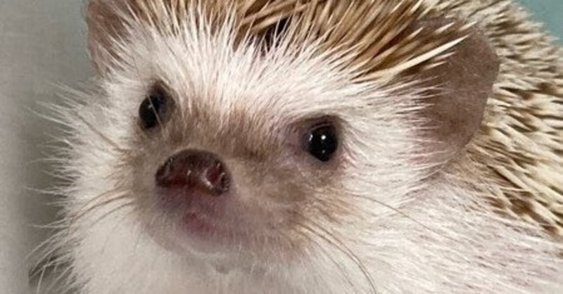 ハリネズミといっしょ の新着タグ記事一覧 Note つくる つながる とどける ハリネズミといっしょ の新着タグ記事一覧 Note つくる つながる とどける