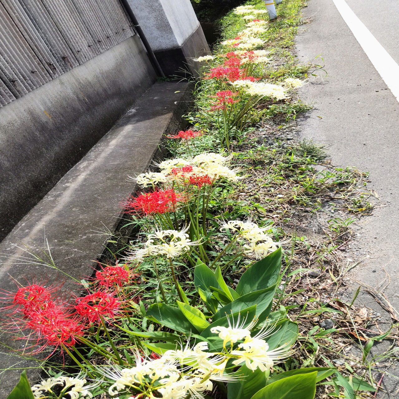 白い彼岸花に母を偲ぶ ひろ Note