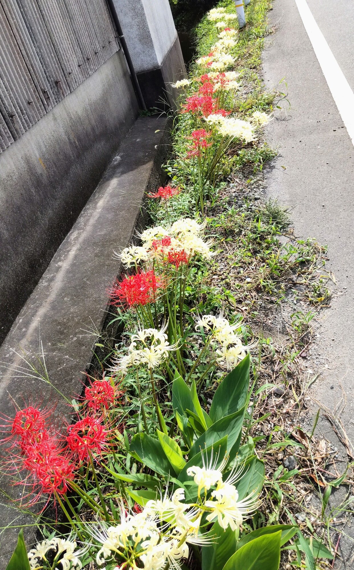 白い彼岸花に母を偲ぶ ひろ Note 白い彼岸花に母を偲ぶ ひろ Note