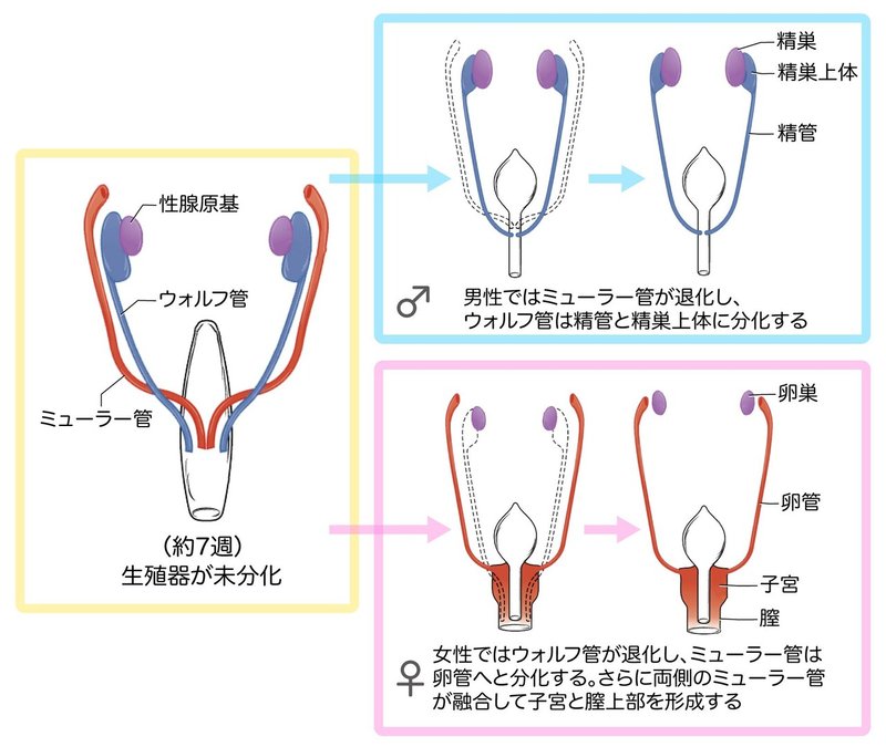 生殖器系-61-内生殖器の発生-SQ図