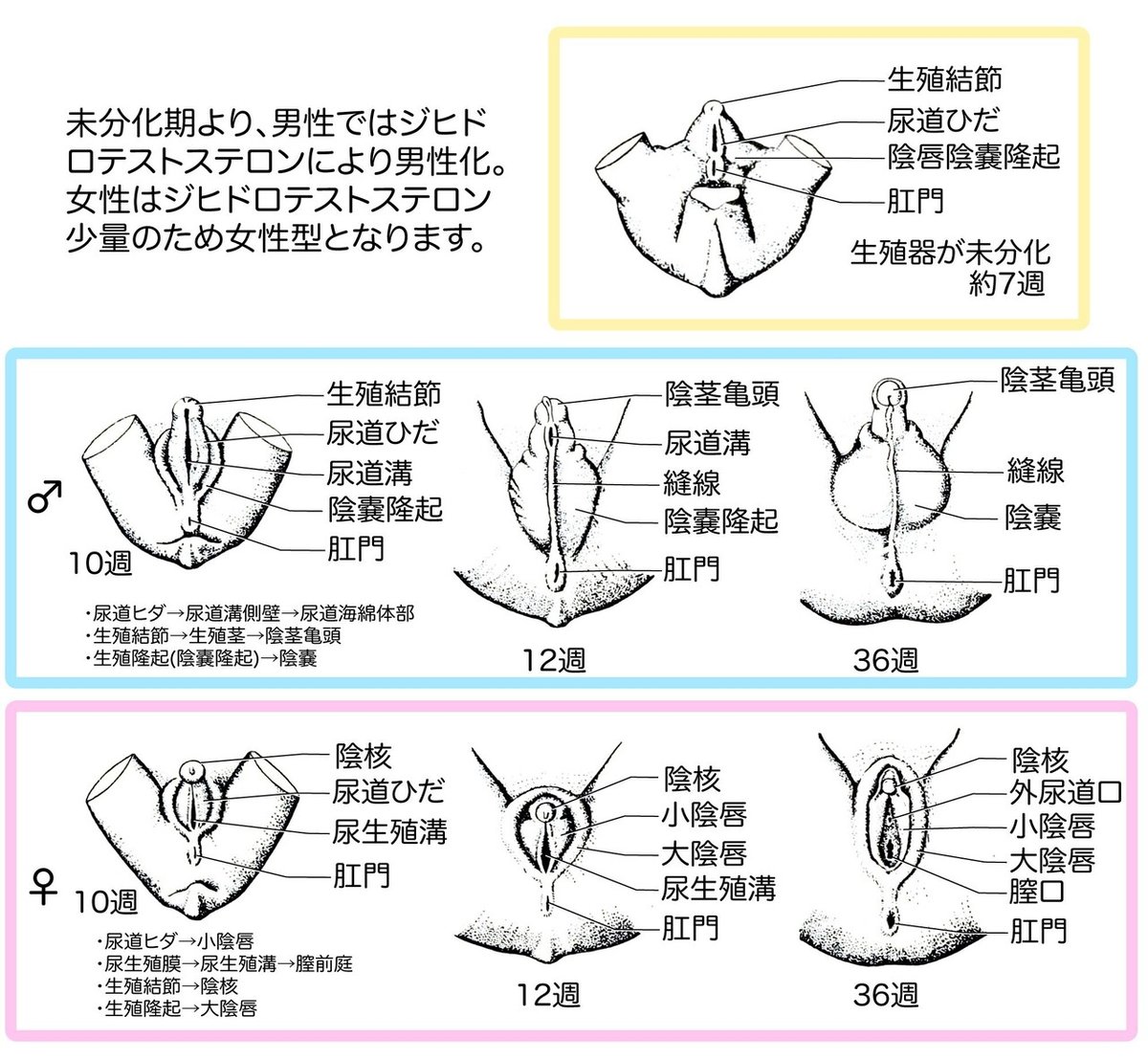 男の娘 尿道 画像 