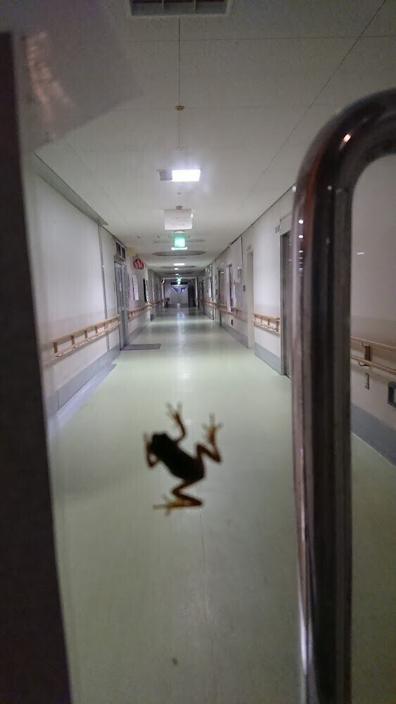 カエル越し廊下