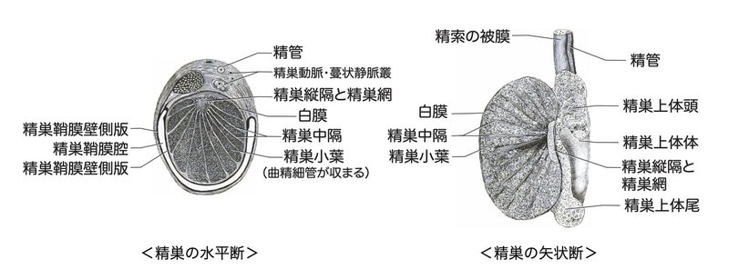 【徹底的国試対策】6-1 生殖器系 - 男性生殖器.009