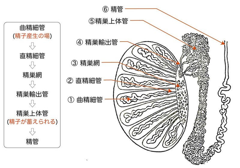 生殖器系-61-精細管・精巣上体管と精管-SQ図