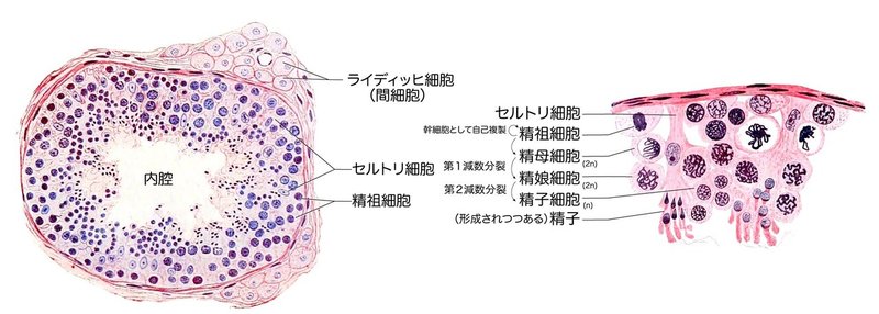 生殖器系-61-精細管の構造-SQ-図