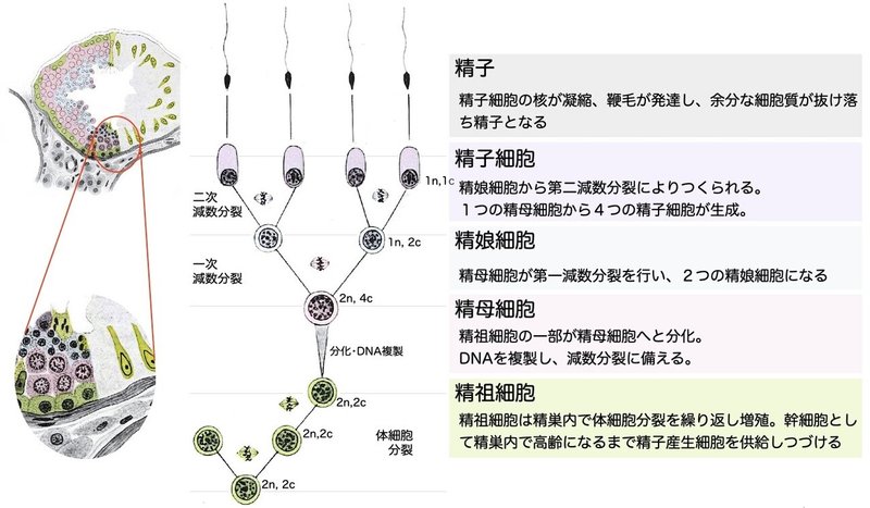 【徹底的国試対策】6-1 生殖器系 - 男性生殖器.012