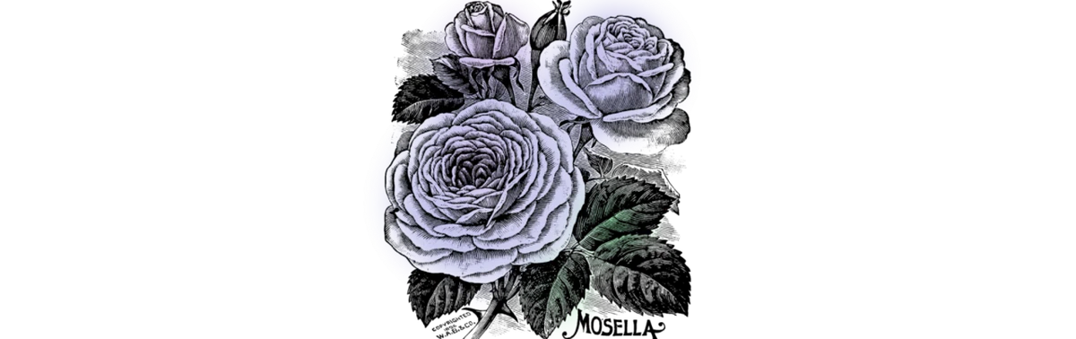 女主人と下僕 薔薇青