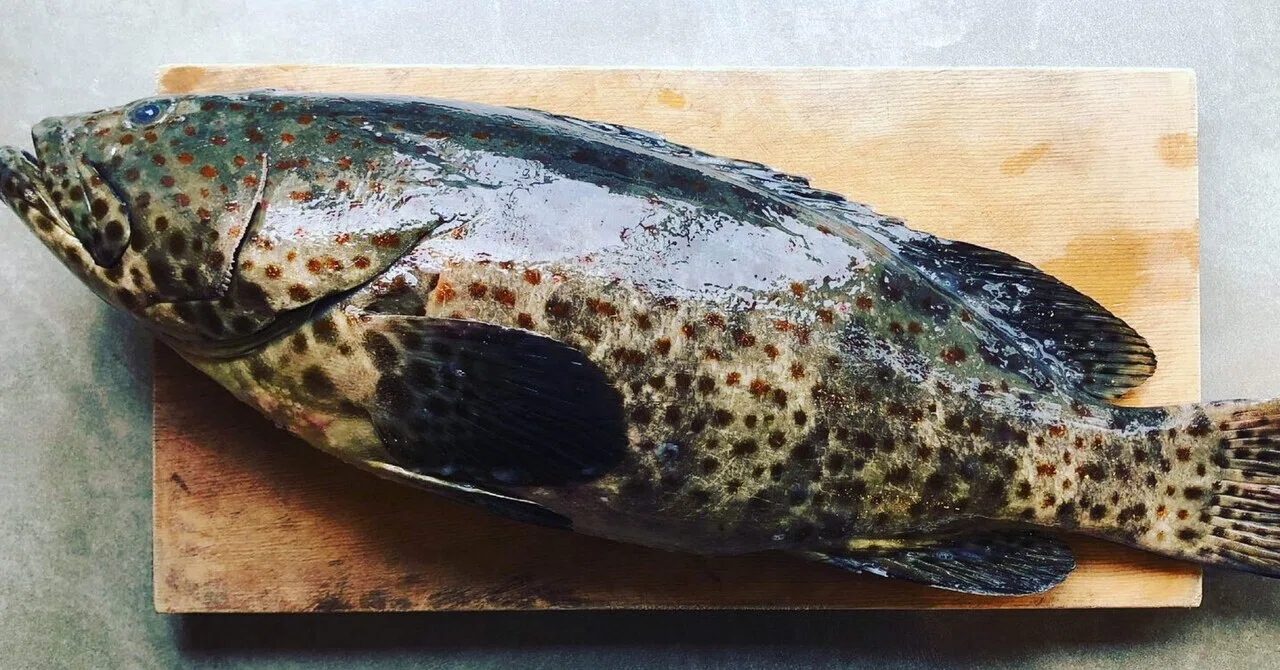 【ハタってなに？アカとかキジとかキとかさー。魚界のゴレンジャーなの。】｜さかなや
